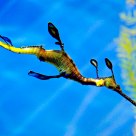 Weedy Sea Dragon